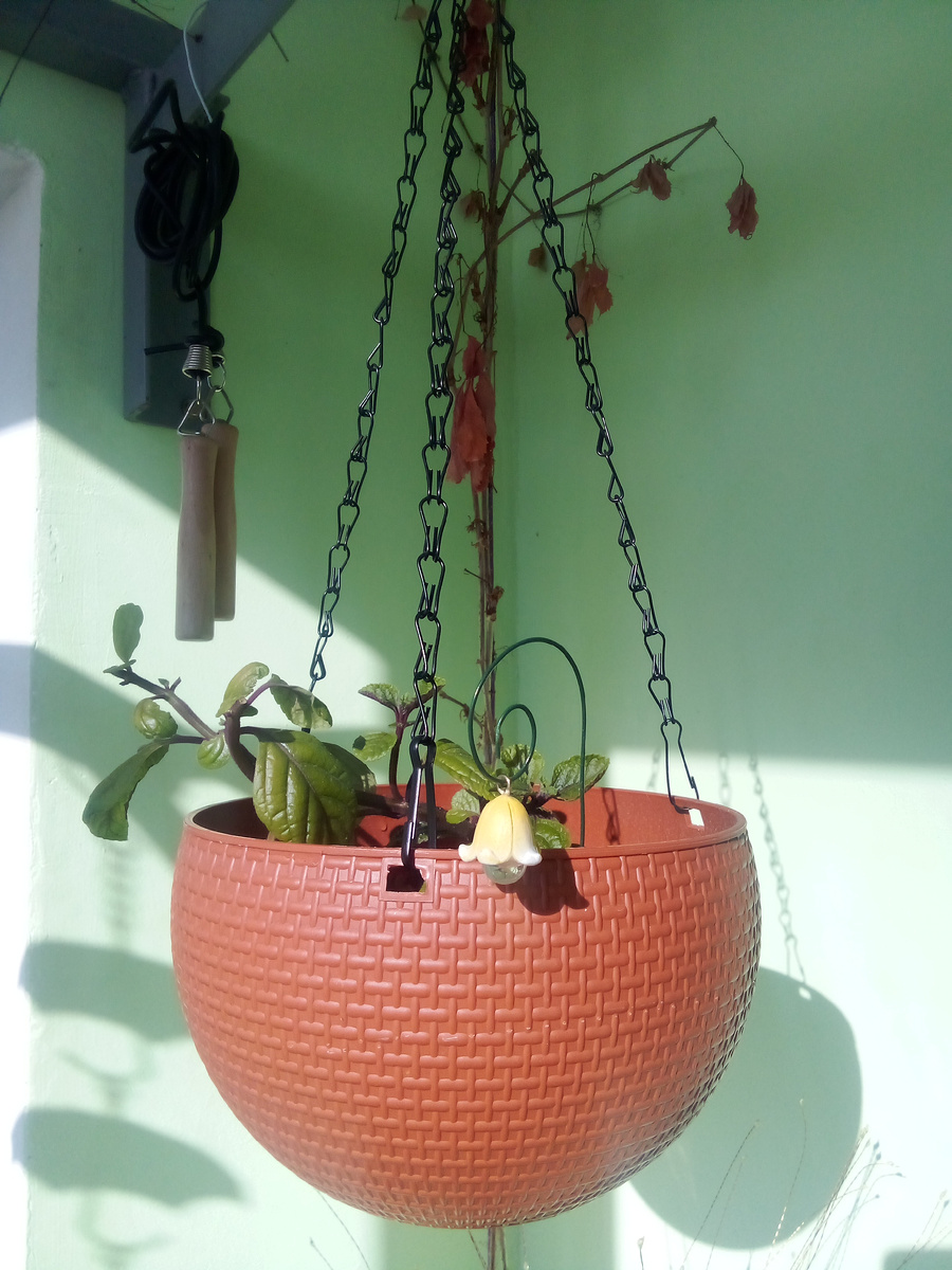 Обрезала голубчика, пусть кустится.