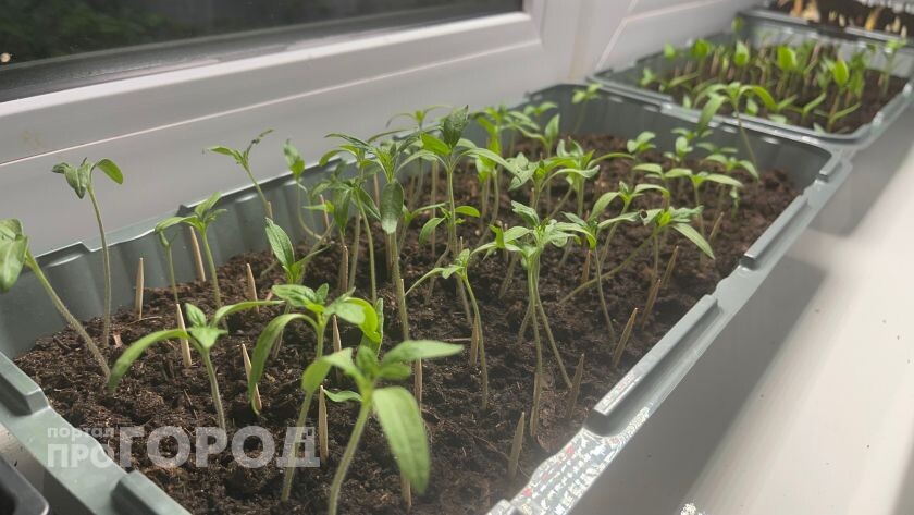    из архива "Про Город"