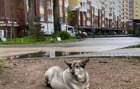    ИА "Орелград"