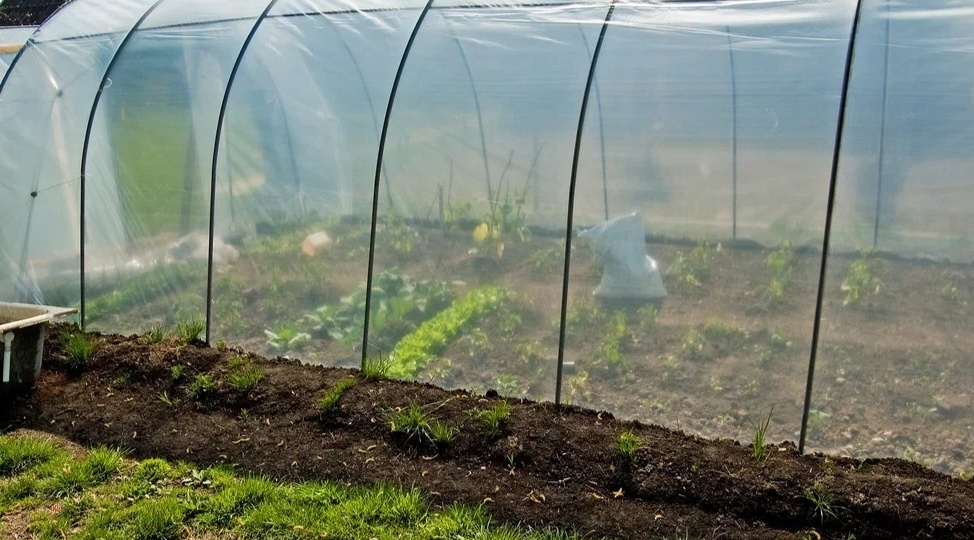 Заморозки в теплице: рассада томатов выживет без обогревателя