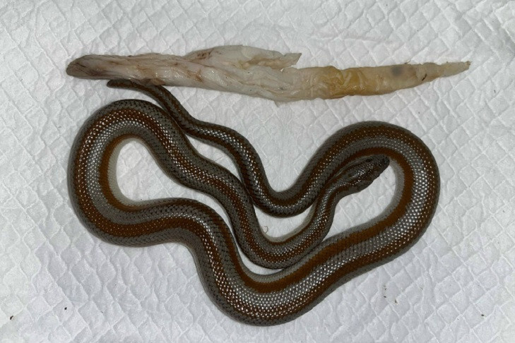    Фото: ветклиника ИнТерра.