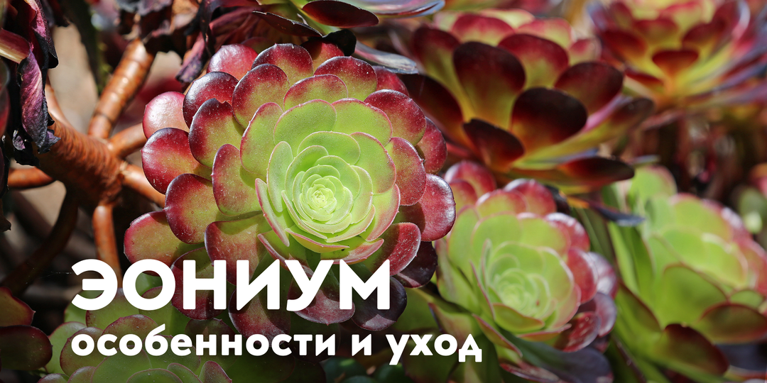 Эониум: уход и особенности