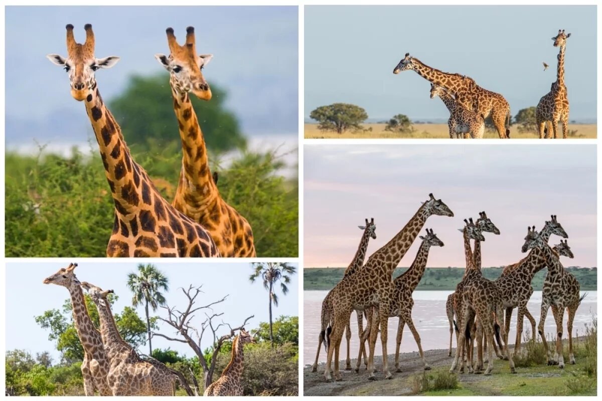    Липецкий педагог полгода преподавала русский язык в Африке