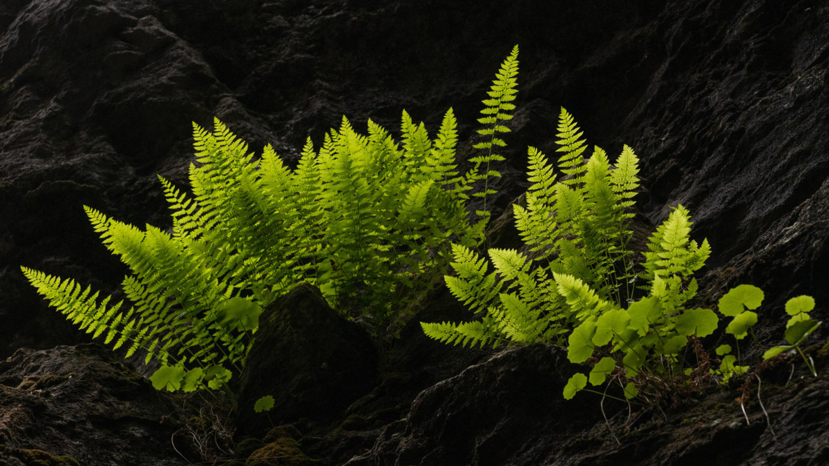 Вопреки всему. Фото: Владилен Воробьев, участник конкурса РГО «Самая красивая страна»