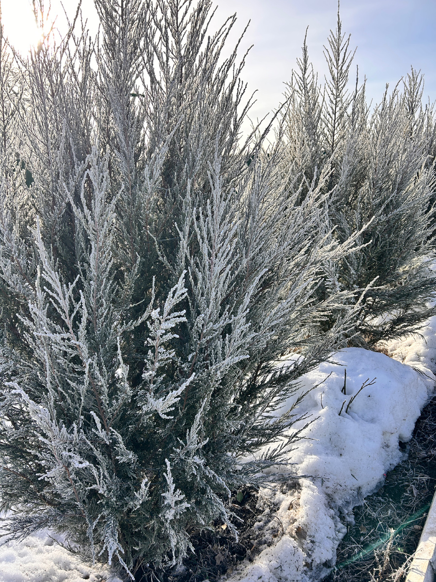 Фото автора. Сегодня утром у нас во дворе