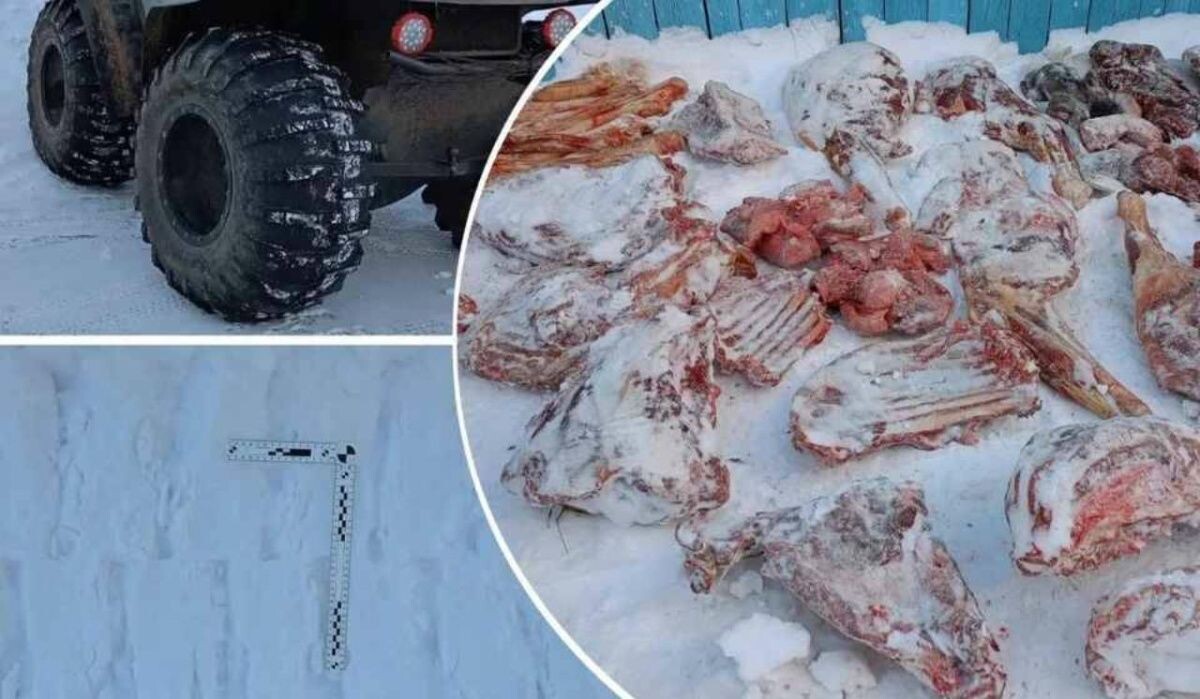     Мясо лосей. Источник: omsk.kp.ru Автор фото: Пресс-служба УМВД России по Омской области