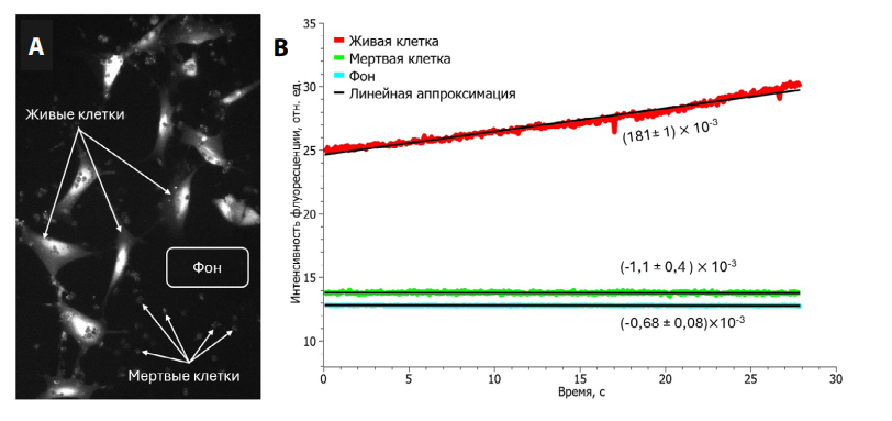 Рисунок. Оптогенетическая модификация кардиомиоцитов человека, дифференцированных из ИПСК: А – оптическое картирование культуры при фотостимуляции; B – динамика кальциевой флуоресценции в живых клетках, мертвых клетках и фоне с линейной аппроксимацией. Источник: «Патология кровообращения и кардиохирургия»