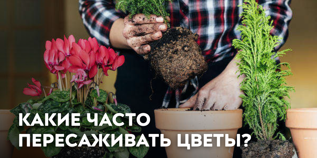 Как часто пересаживать комнатные растения?