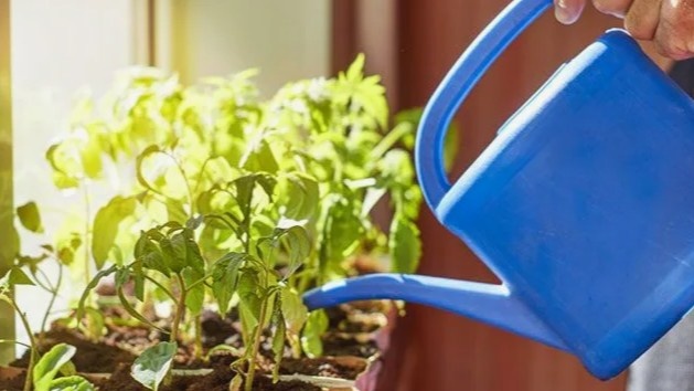 Полив рассады