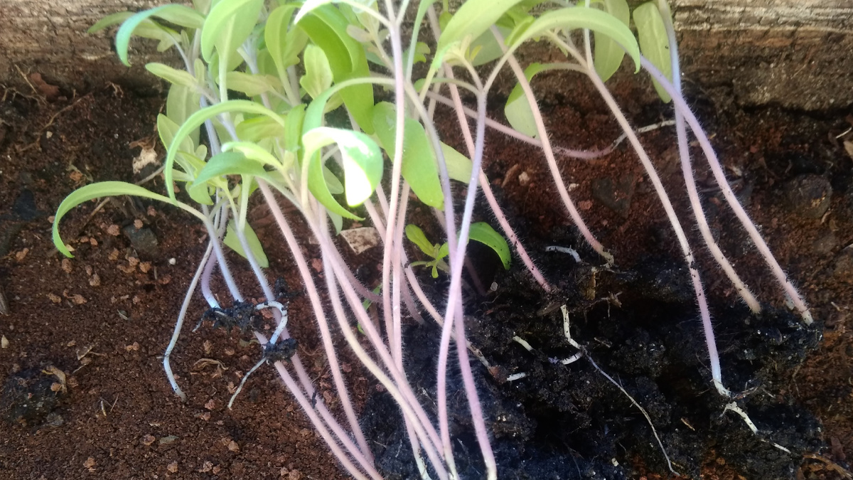 Пикировка рассады томатов