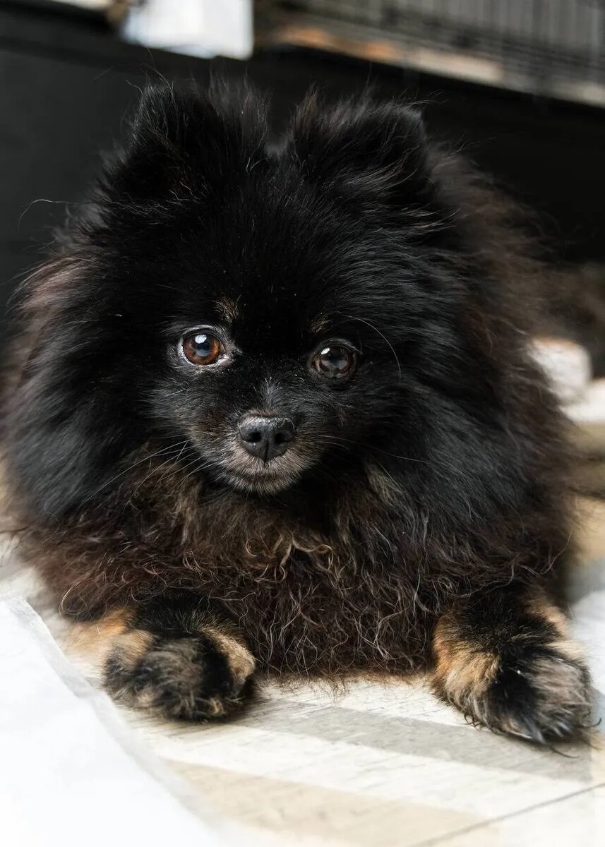 Приют "Домик Мелкашей". Маленькая собака ищет дом в Москве и МО