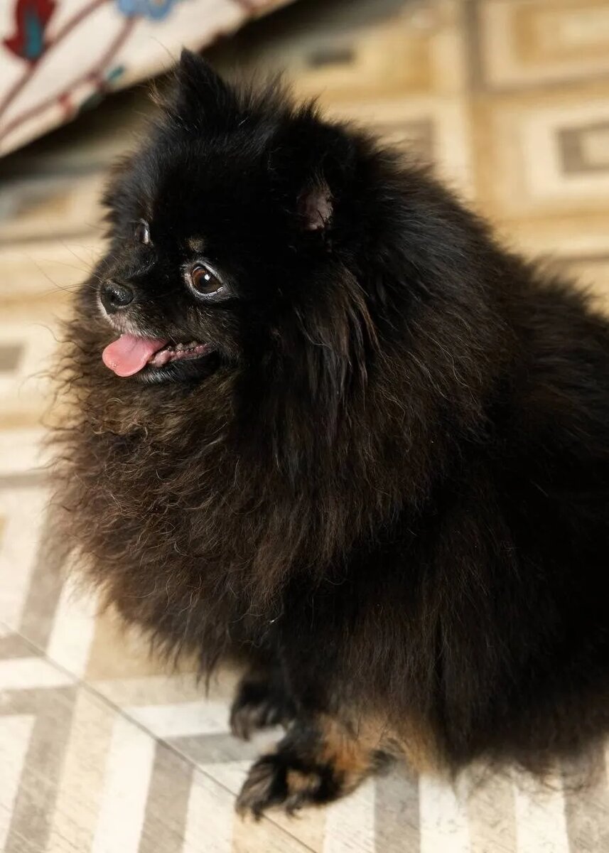 Приют "Домик Мелкашей". Маленькая собака ищет дом в Москве и МО