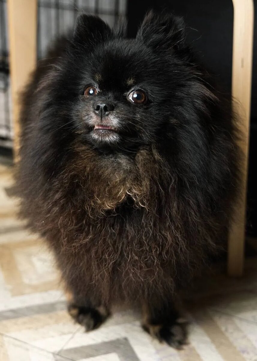 Приют "Домик Мелкашей". Маленькая собака ищет дом в Москве и МО