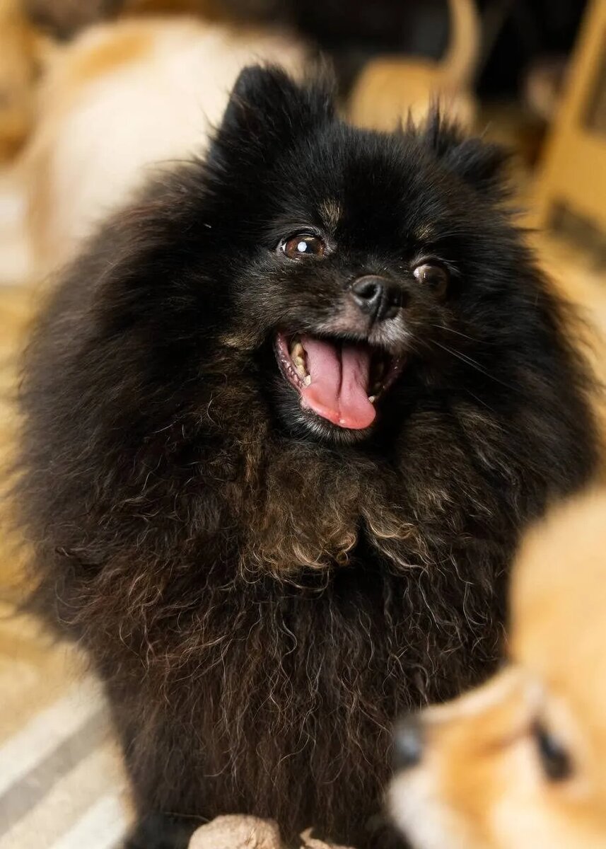 Приют "Домик Мелкашей". Маленькая собака ищет дом в Москве и МО