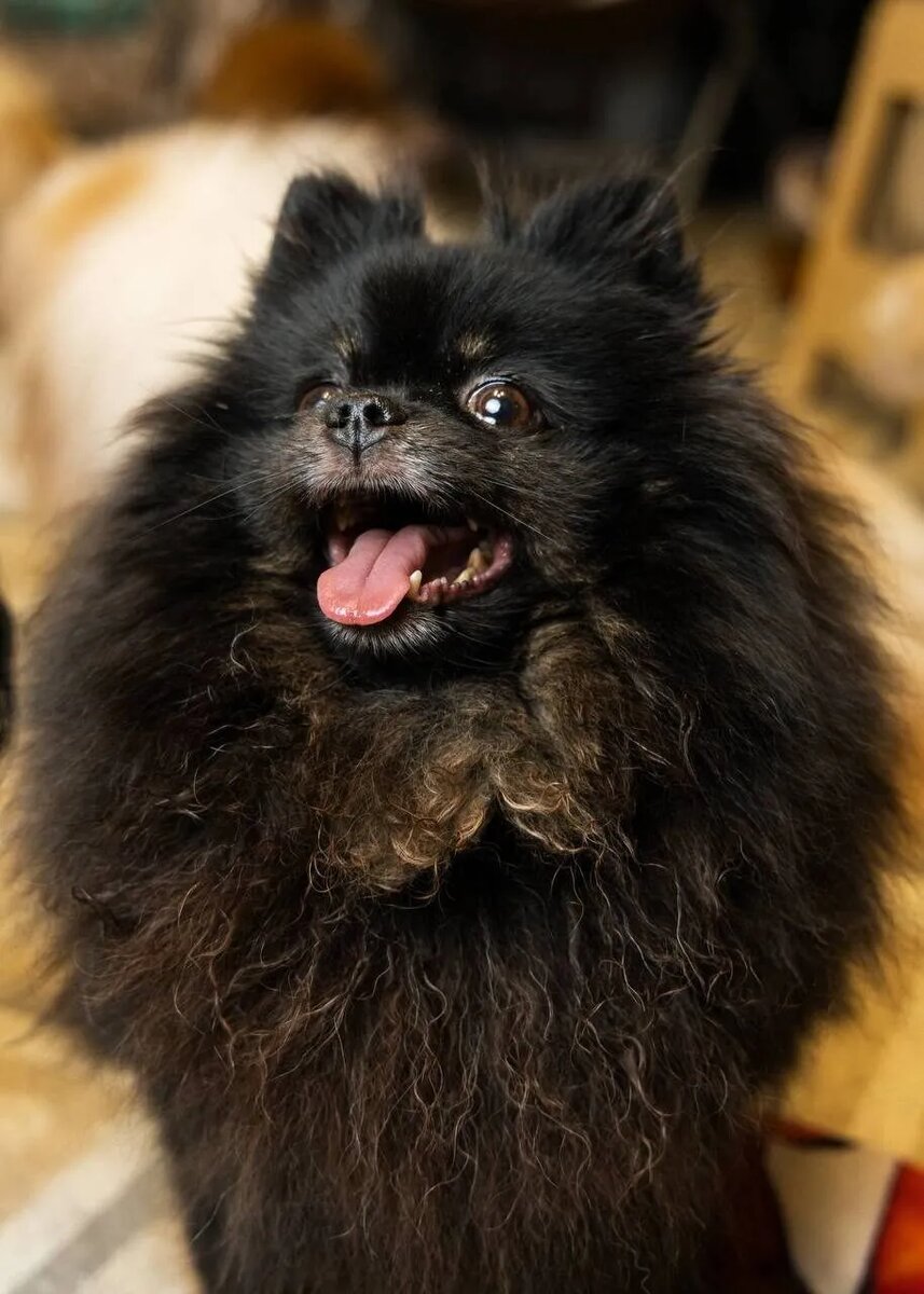 Приют "Домик Мелкашей". Маленькая собака ищет дом в Москве и МО