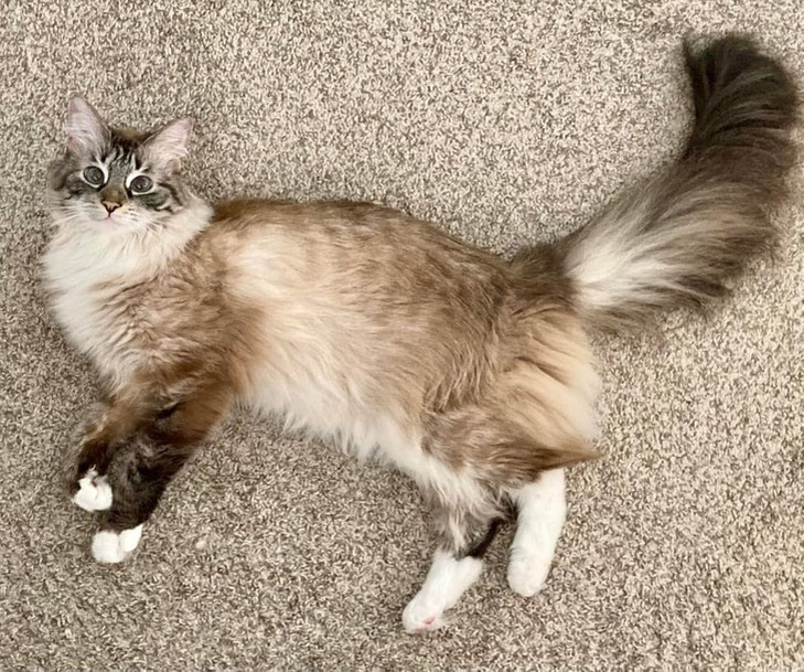 © chronicreloader37