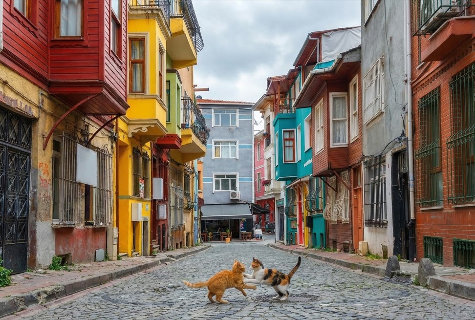 Котики и цветные дома