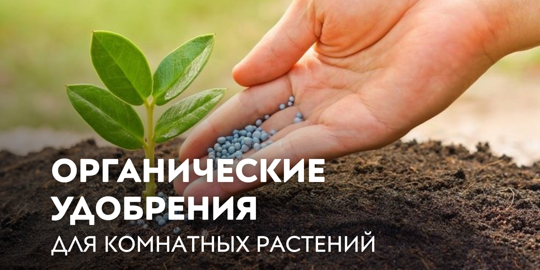 Органические удобрения для комнатных растений: что это и зачем нужны