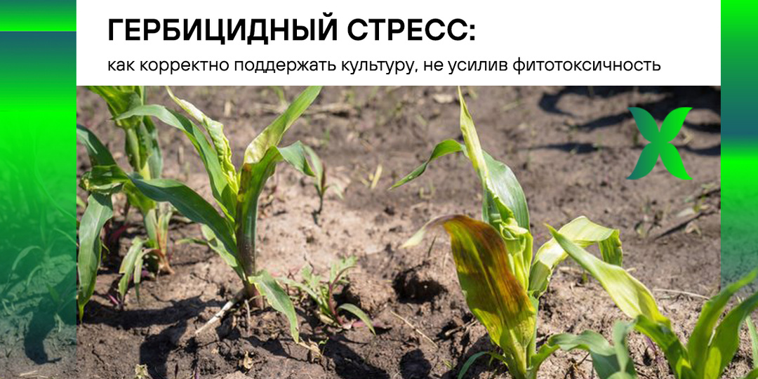 Гербицидный стресс: как корректно поддержать культуру, не усилив фитотоксичность