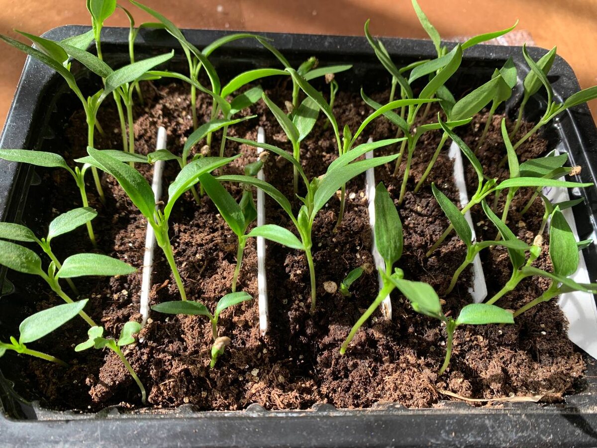 Перец. Фото автора