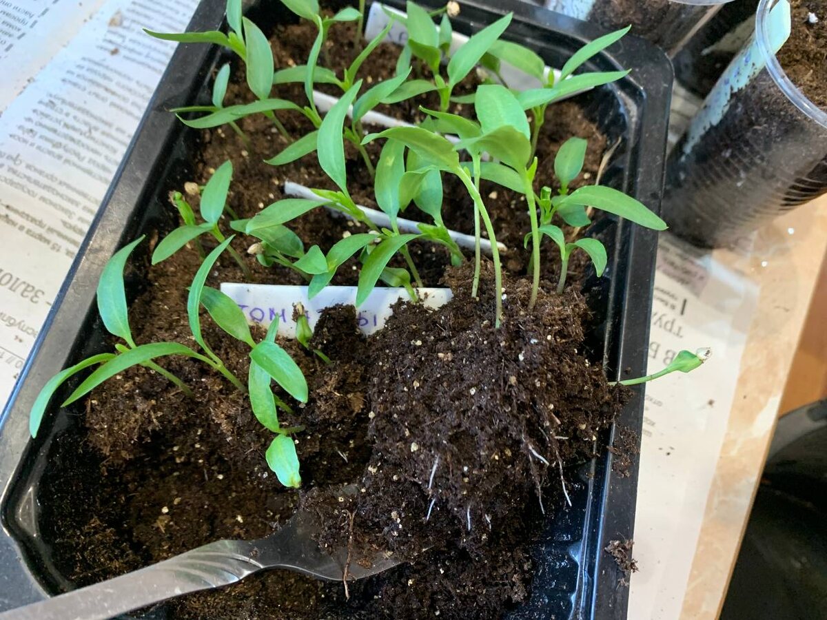 Пикирую перцы при помощи вилки. Фото автора 