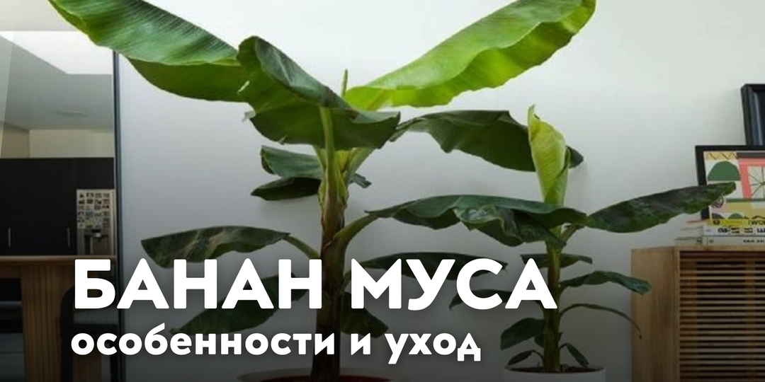 Банан Муса: уход и особенности