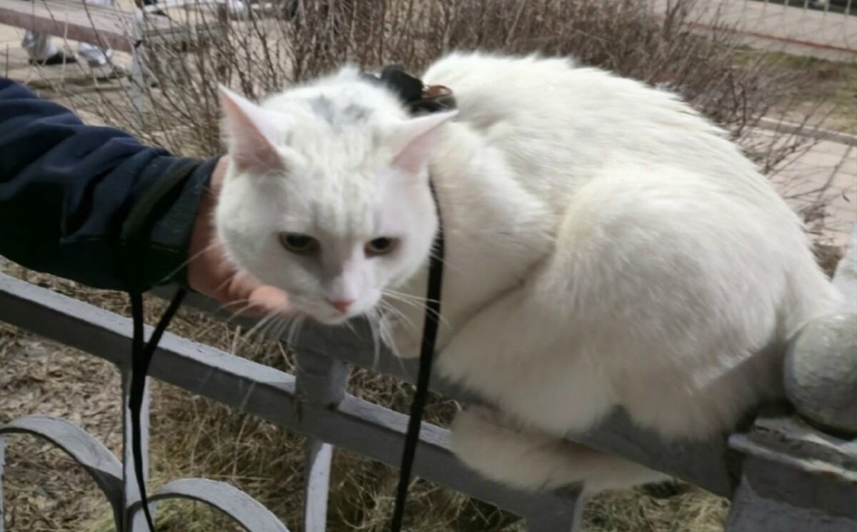    Фото: ВК-сообщество "Помощь животным Россошь"