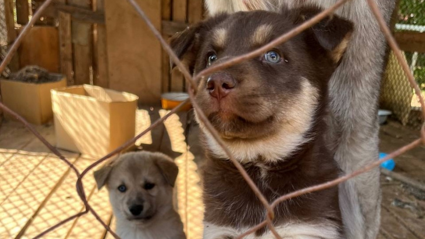    Фото: progorod43.ru