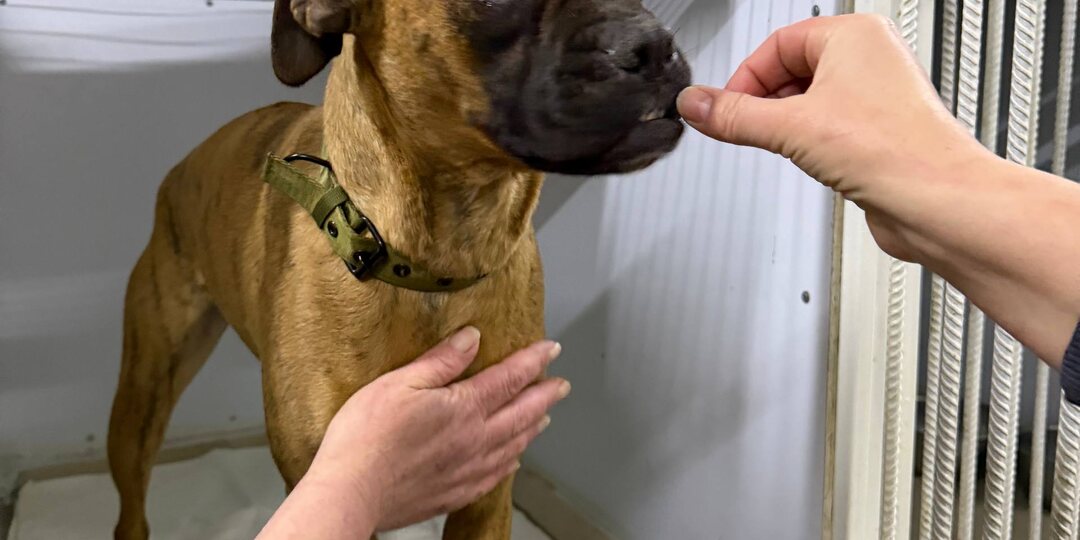 Мы продолжаем бороться за сохранение приюта Ананда