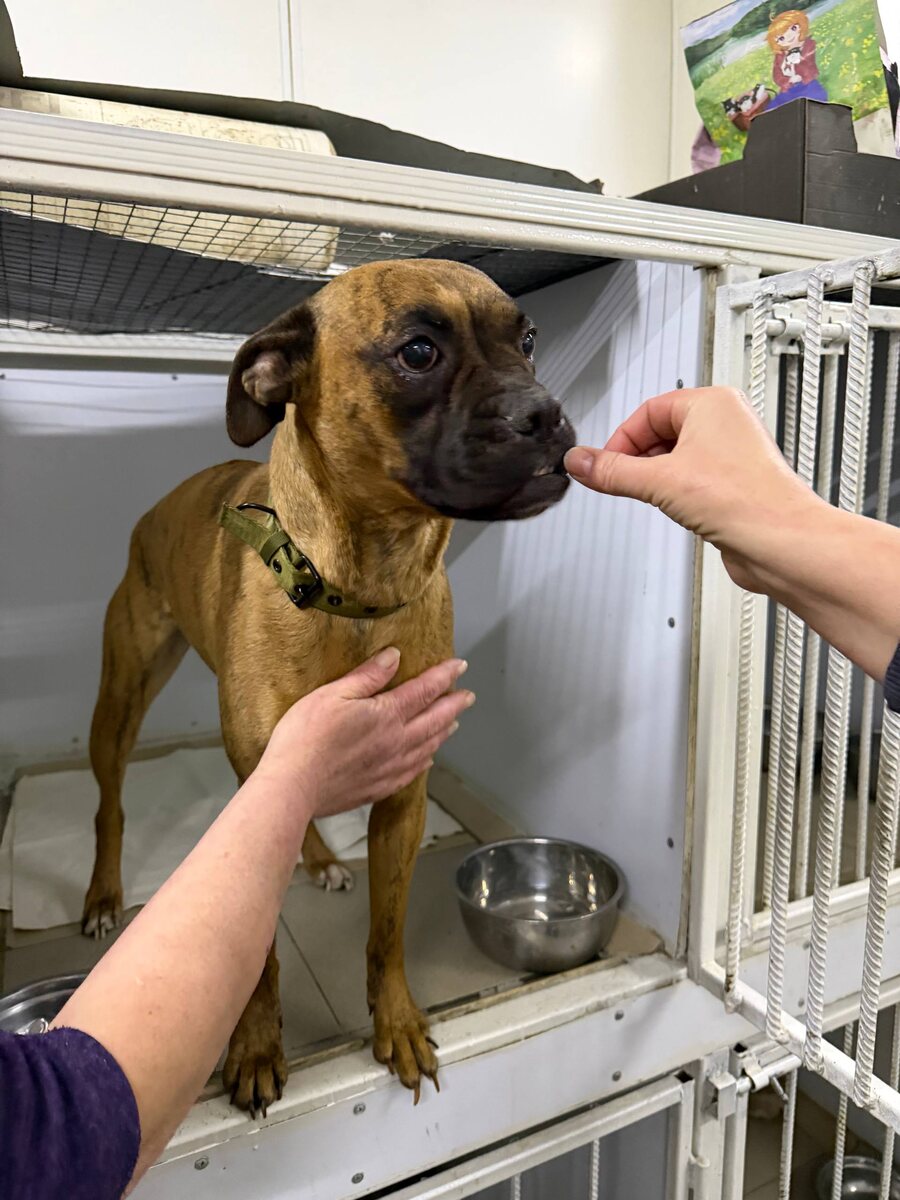 Породистая, симпатичная, добрая девочка оказалась на улице, никому не нужная. Теперь она на карантине в вет.блоке приюта. Потом ей будут искать дом. Если есть поклонники этой породы, готовые забрать  эту красотку, пишите, звоните. Доставку в другие регионы страны, организуем.