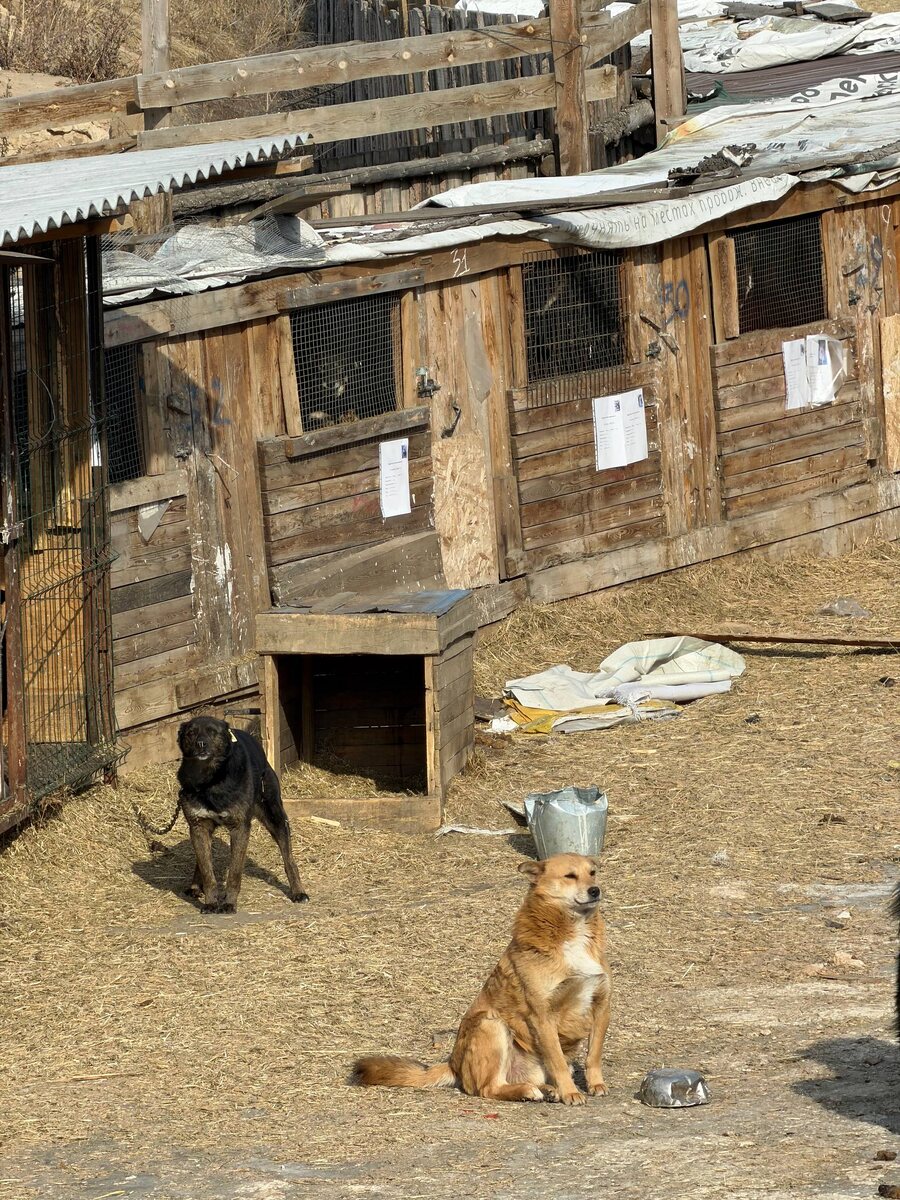 Приют Ананда и его жители