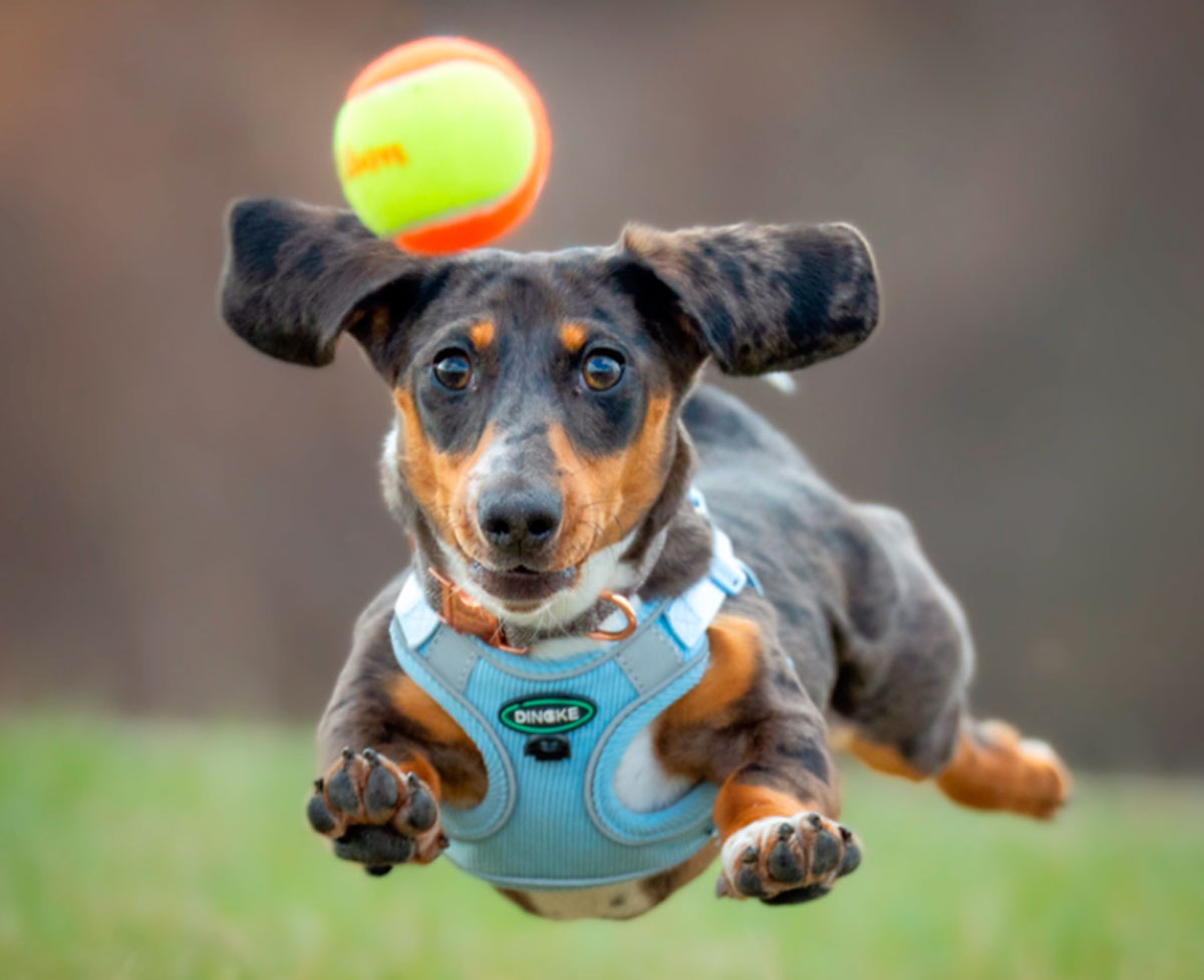 У животных сенсорные и моторные центры расположены близко для быстрой реакции на опасность, что увеличивает шансы на выживание. Однако это делает их предсказуемыми