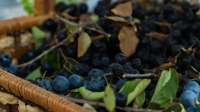 Фото: REGIONS/Наталья Надточая