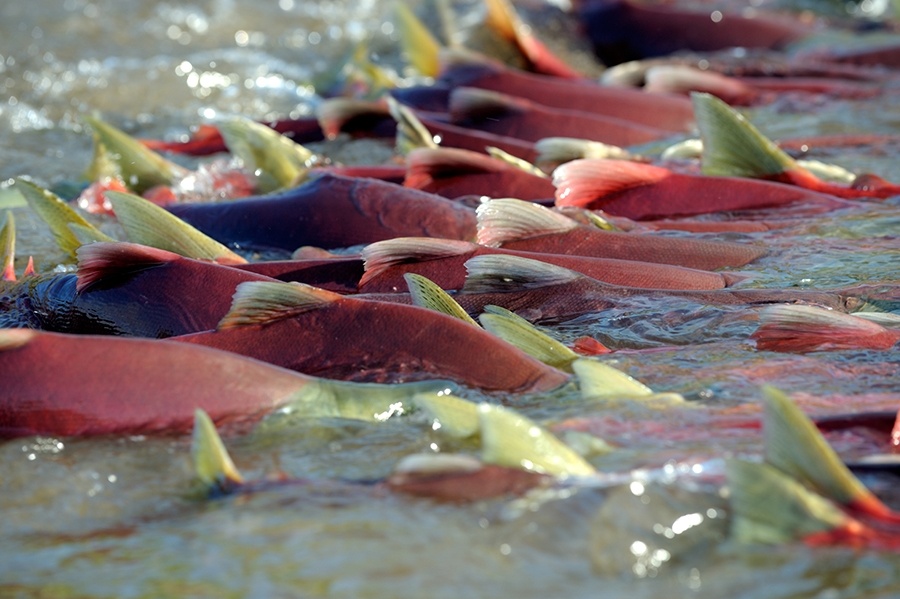 Фото: Кроноцкий государственный заповедник