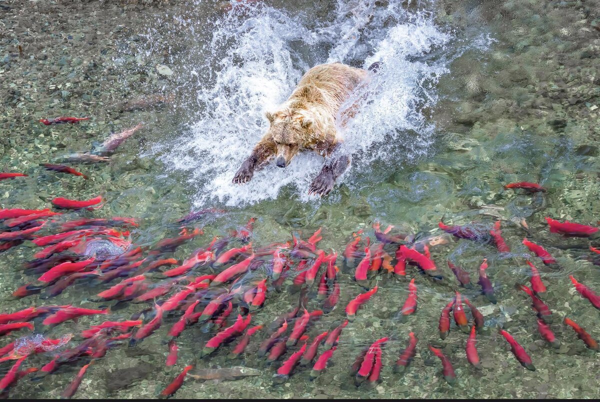 Фото: Д. Аддисон