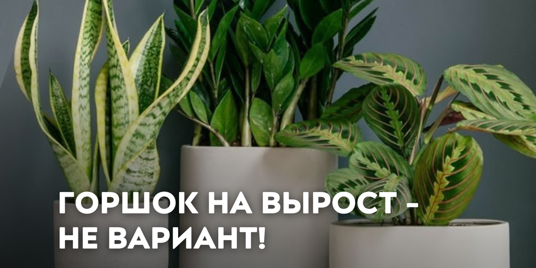 Горшок «на вырост» — не вариант!