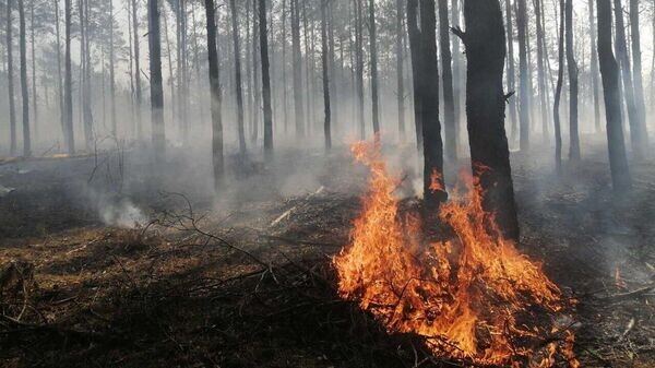    © Photo : Telegram / Брестский лесной