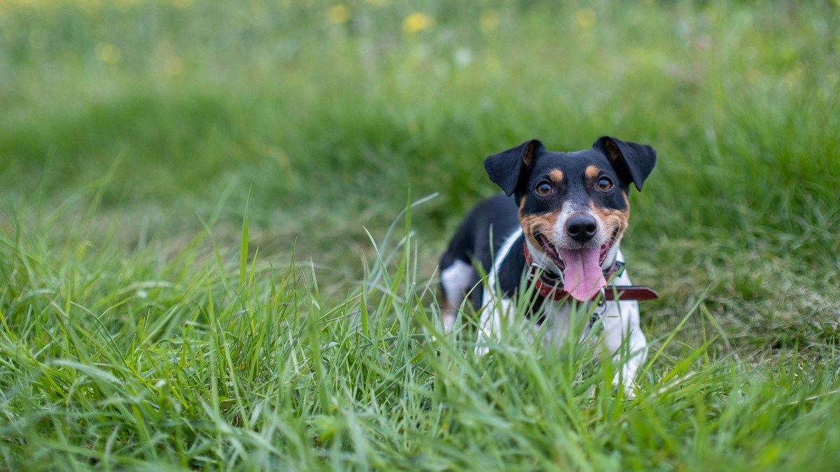    Активность клещей резко возрастает с наступлением первых теплых дней