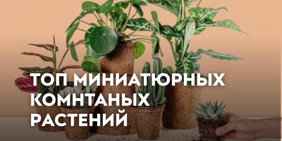 Топ миниатюрных комнатных растений