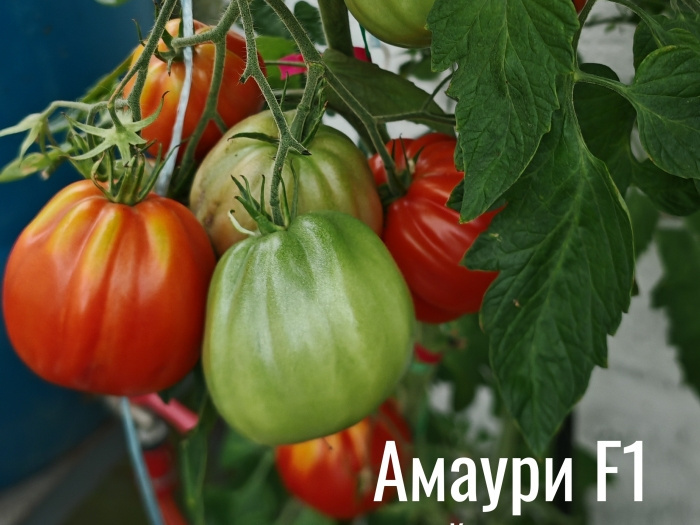 Томат 'Амаури' рекомендую от души: шикарная урожайность и превосходный вкус