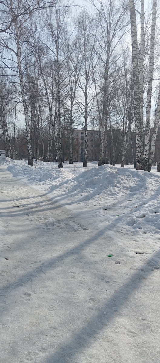 В берёзовой роще 