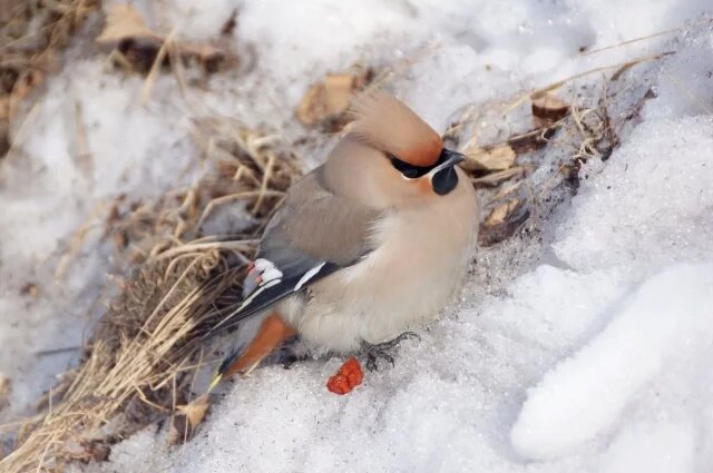    Правда ли, что свиристели напиваются, поедая забродившие ягоды?
