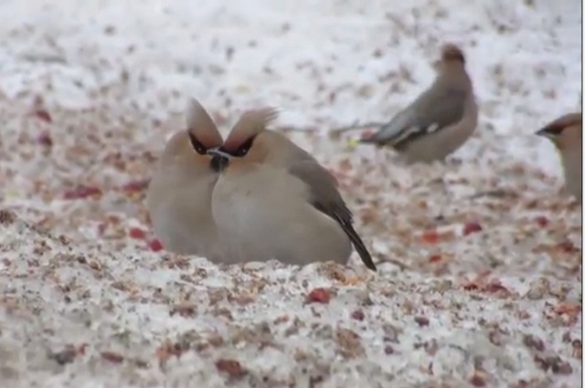    Свиристели. Кадр видео