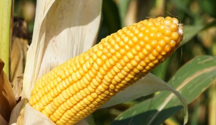    Фото: Wageningen University & Research