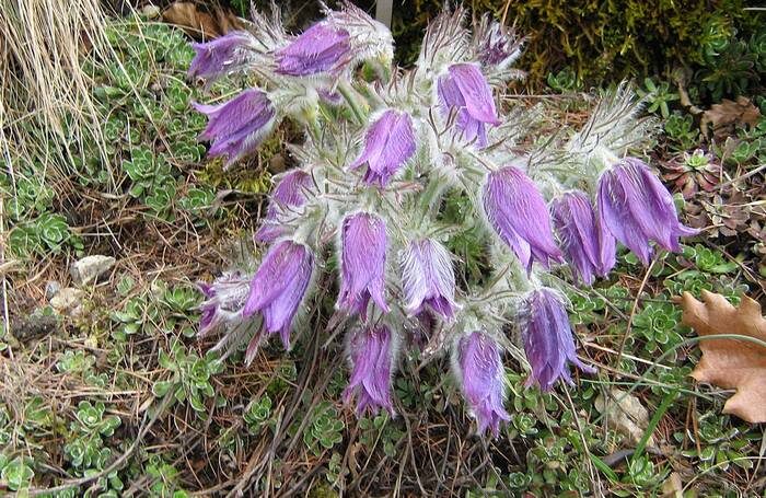 https://zooclub.ru/flora/alphabet/prostrel-gallera-pulsatilla-halleri.shtml