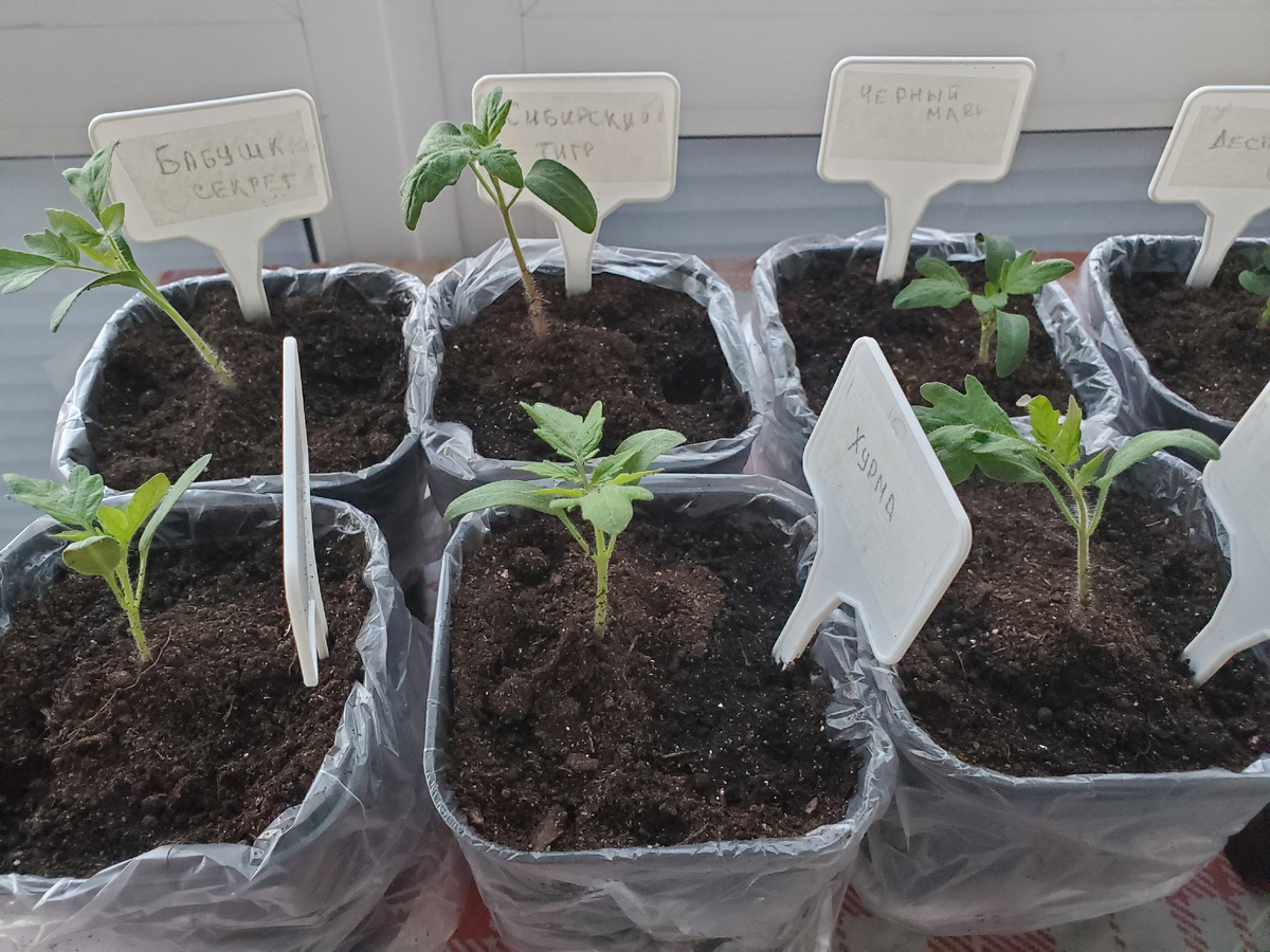 рассада на 26 марта