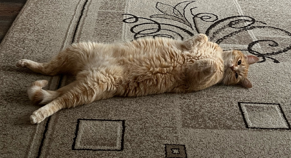 Симба просто для украшения статьи.