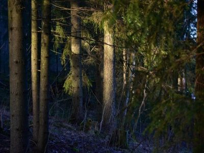    Фото: ГТРК Карелия