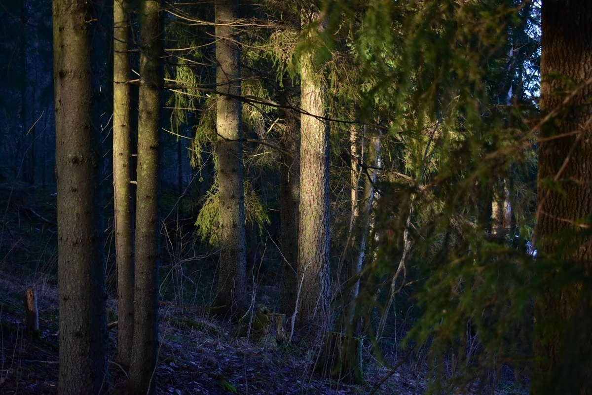     Фото: ГТРК Карелия