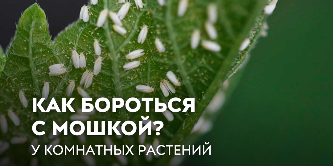 Как бороться с мошкой у комнатных растений: причины и решения